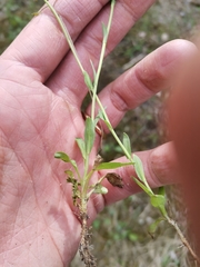 Noccaea perfoliata