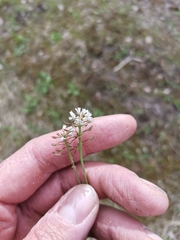 Noccaea perfoliata