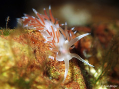 Coryphellina albomarginata