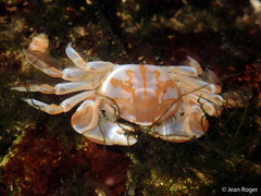 Nepinnotheres