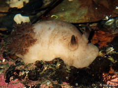 Alloiodoris
