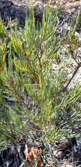 Acacia ligulata