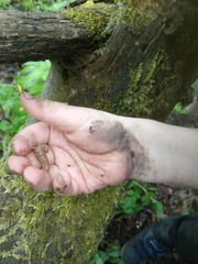 Agrotis segetum