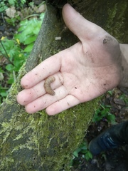 Agrotis segetum