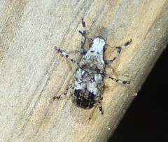 Euparius