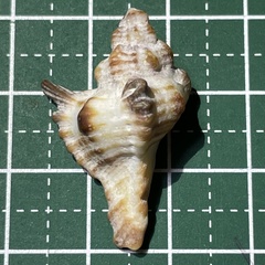 Chicoreus brunneus