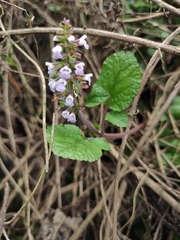 Salvia substolonifera