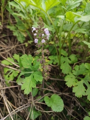 Salvia substolonifera
