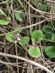 Salvia substolonifera