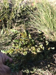 Cliffortia phyllanthoides