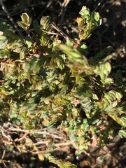 Cliffortia phyllanthoides