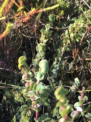 Cliffortia phyllanthoides