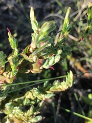 Cliffortia phyllanthoides