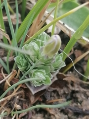 Gentiana aquatica