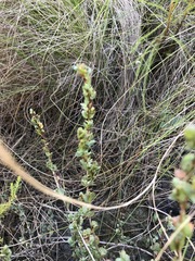 Cliffortia phyllanthoides