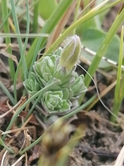 Gentiana aquatica