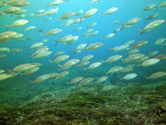 Seriola