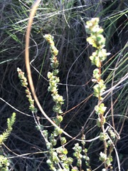 Cliffortia phyllanthoides