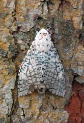 Polyphagozerra coffeae