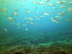 Seriola
