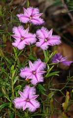 Thysanotus fastigiatus
