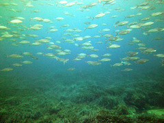 Seriola