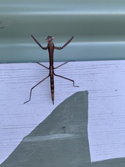 Archimantis monstrosa