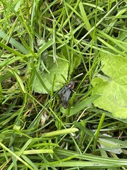 Cantharis fusca