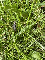 Cantharis fusca