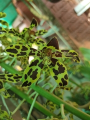 Grammatophyllum scriptum