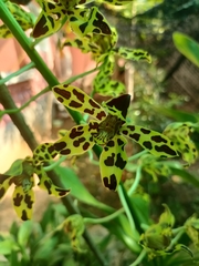 Grammatophyllum scriptum