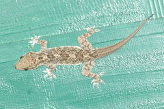 Hemidactylus vanam