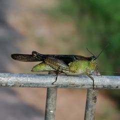 Paulinia acuminata