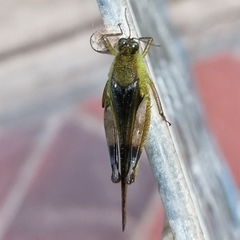 Paulinia acuminata