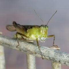 Paulinia acuminata