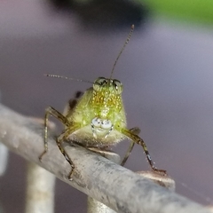Paulinia acuminata