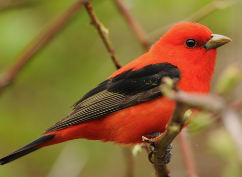 Scarlet Tanager (Piranga olivacea) · iNaturalist