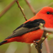 Scarlet Tanager - Photo (c) David Remsen, some rights reserved (CC BY-NC), uploaded by David Remsen