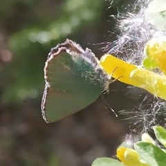 Callophrys rubi