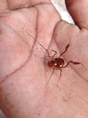 Erginulus roeweri