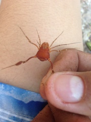Erginulus roeweri