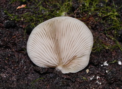 Crepidotus nephrodes