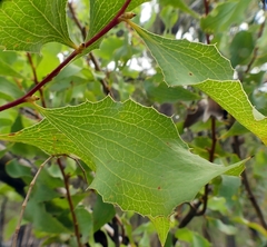 Hakea undulata