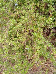 Plumbago auriculata