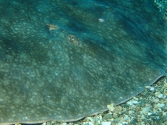 California Butterfly Ray photo 4