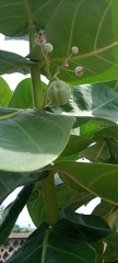 Calotropis procera image