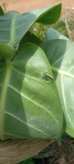 Calotropis procera image