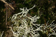 Cladonia corniculata