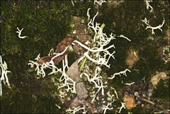 Cladonia corniculata