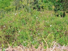 Plumbago auriculata